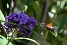 Schmetterling_3050.webp