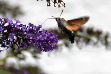 Schmetterling_3057.webp
