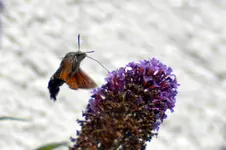 Schmetterling_3073.webp