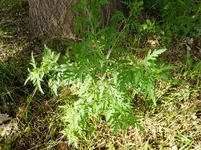 DSCF9014.webp