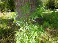DSCF9017.webp
