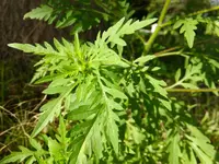 DSCF9020.webp