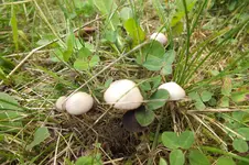 DSCF2932.webp