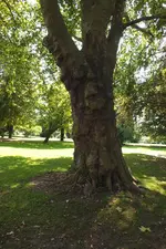 baum.webp
