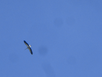 P1500980.webp