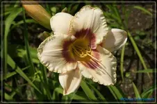 Albert 220.webp