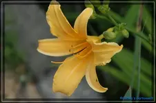 Gelber Spider mit weißem Rand.webp
