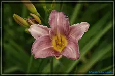 Lavendula.webp
