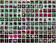Rosenmosaik.webp