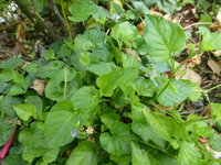 P1500401.webp