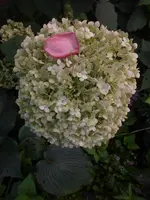 P1500850.webp