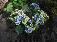 P1510036.webp