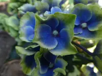 P1510038.webp