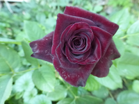 P1510024.webp