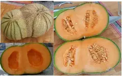 Doppelmelone1.webp
