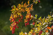 IMG_3575-2.webp