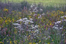 Die Wiese_3703.webp