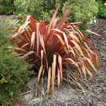 Copy of 1.Garten (50)v.webp