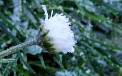 IMG_0658v.jpg