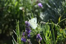 087.webp