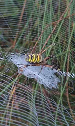 Wespenspinne.webp