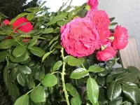 Bilda007.webp