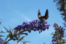 DSCF2996.webp