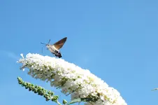 DSCF2983.webp