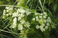 DSCF2880.webp