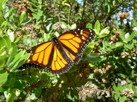 Monarch v.webp