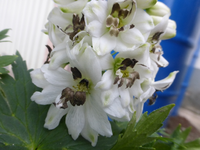 P1480175.webp