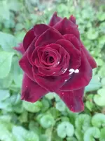 P1510120.webp