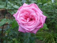 P1510132.webp