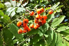 DSCF2928 (2).webp