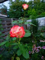 P1510189.webp