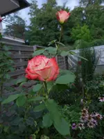 P1510190.webp