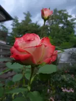 P1510193.webp