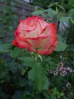 P1510191.webp