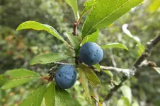 DSCF2917.webp