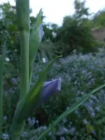 P1480242.webp