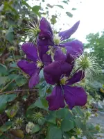 P1490001.webp