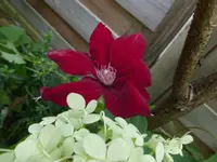 P1500408.webp