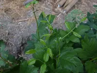 P1500290.webp