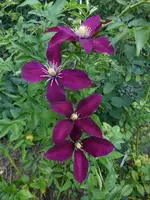 P1510140.webp