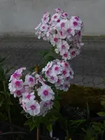 P1510195.webp