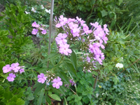 P1510145.webp