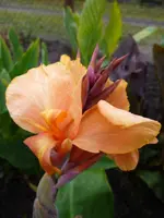 Alberich.webp