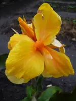 Charming (2).webp