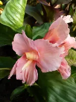 Chinese Coral.webp