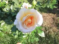 Bilda010.webp